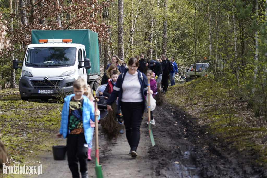 Grudziądzanie sadzą las