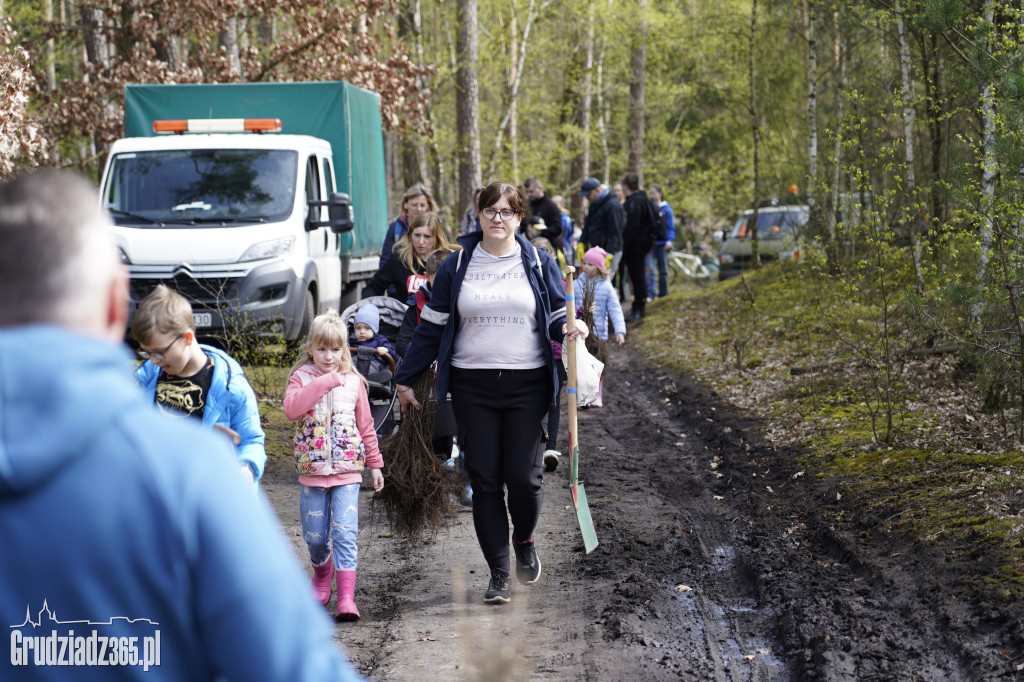 Grudziądzanie sadzą las
