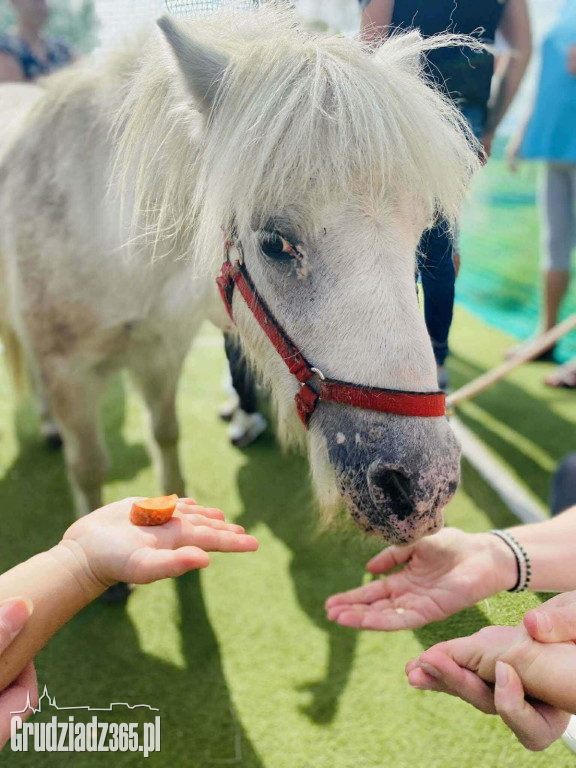 Bajkowy Zakątek w Grudziądzu: Wielka misja z Psim Patrolem już 11 kwietnia!