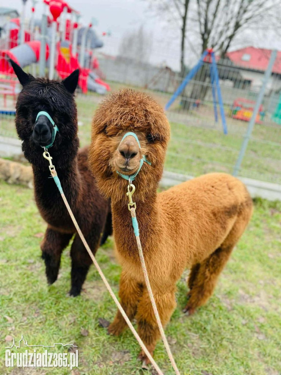 Bajkowy Zakątek w Grudziądzu: Wielka misja z Psim Patrolem już 11 kwietnia!