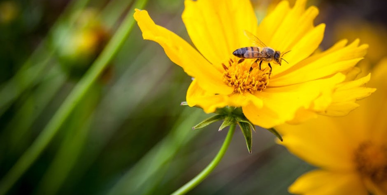 Zdrowy pyłek pszczeli - cenny składnik naszej diety