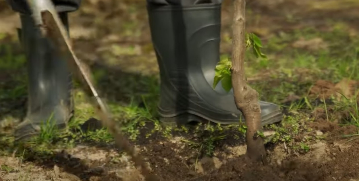 Darmowe sadzonki drzew liściastych i iglastych