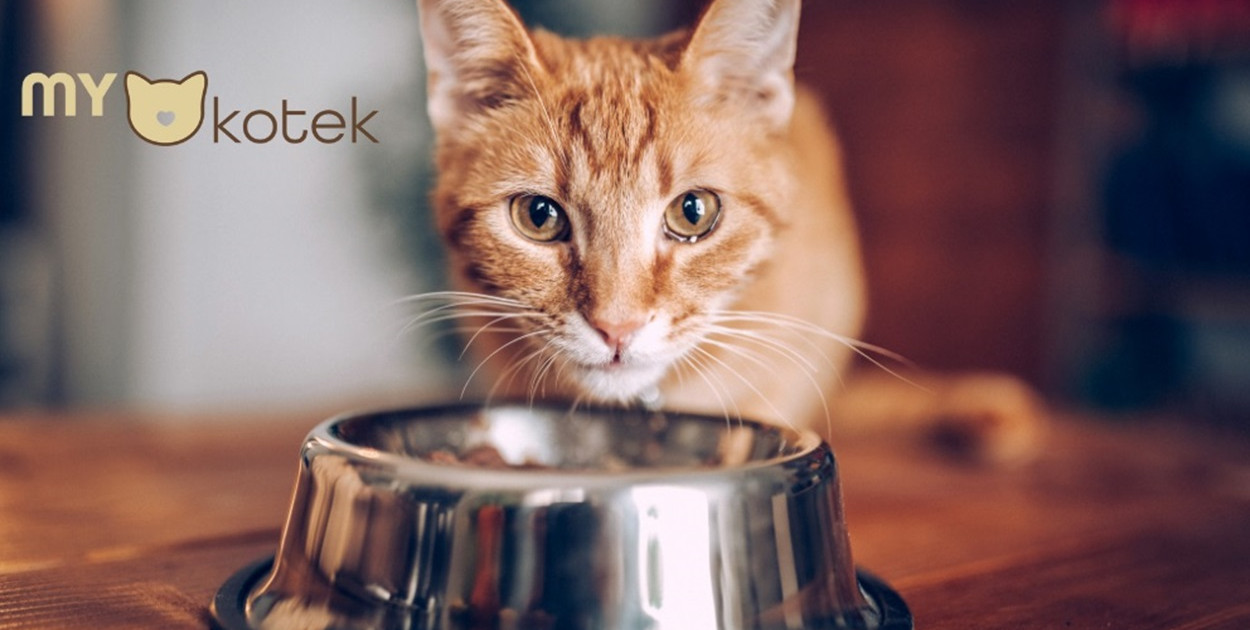 Jak wybrać najlepszą suchą karmę dla kota?