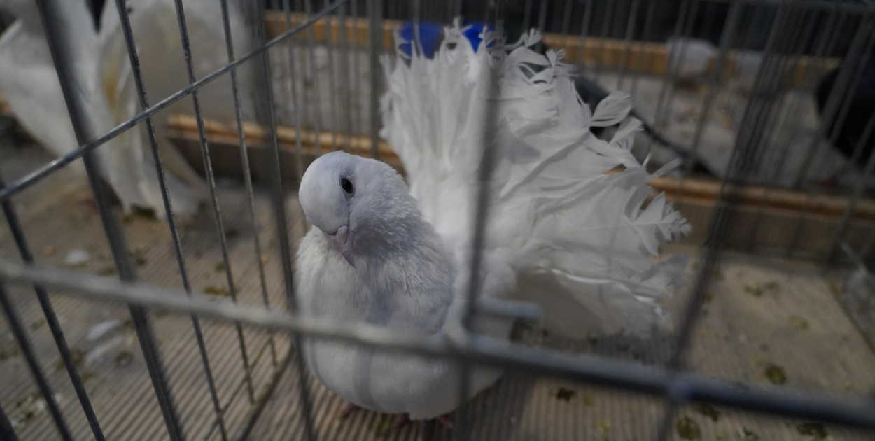 Wystawa gołębi rasowych w Grudziądzu - zobaczcie zdjęcia