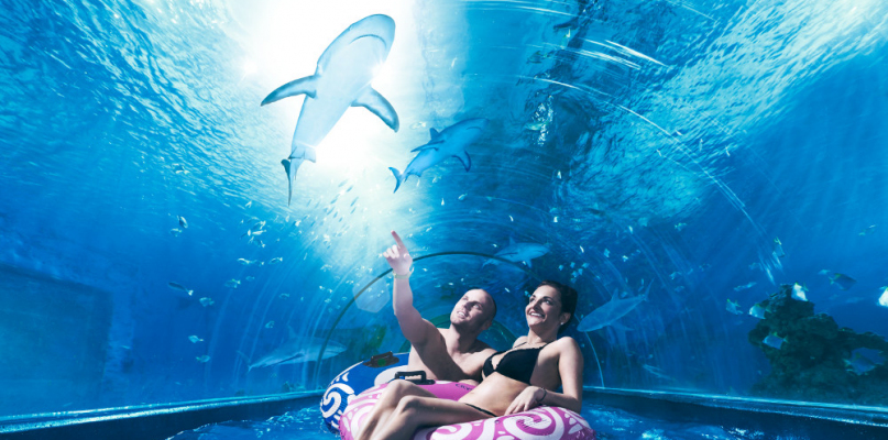 Jedną z największych atrakcji Aquaparku Reda są prawdziwe rekiny. Fot. materiały promocyjne