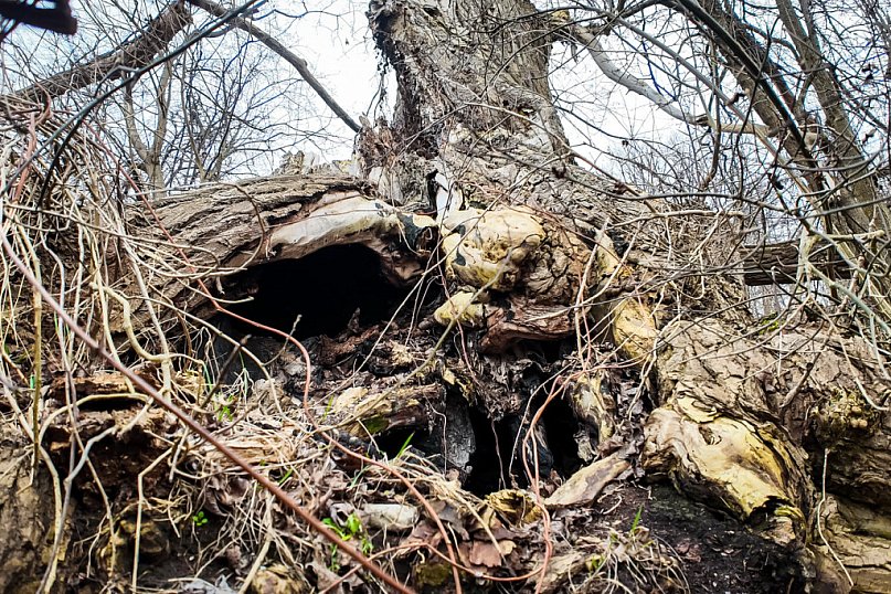 Unikatowa topola w Grudziądzu zdewastowana. Mieszkańcy domagają się ochrony „Marzanny\"