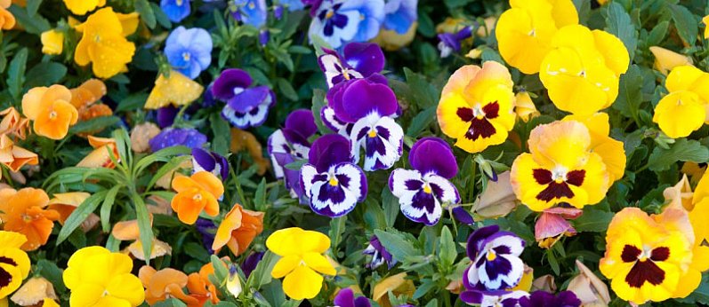 Akcja rozdawania bratków w Ogrodzie Botanicznym