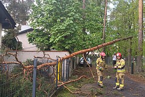 Silny wiatr powalił drzewo przy ul. Cichej. Pierwsze skutki burzy w Grudziądzu-95475