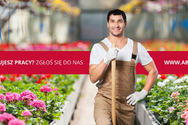 zdjecie ogloszenia