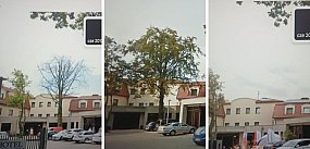 Znikające pomniki przyrody w Grudziądzu. Drzewa wycięto