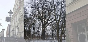 „Władca Dębowej Alei” pod toporem inwestycji? Mieszkańc