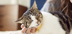 Dzień Kota: 5 faktów o kotach, które mogą cię zaskoczyć