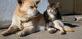 Dofinansowanie do kastracji i sterylizacji zwierząt w G