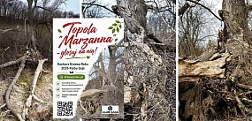Grudziądzka topola "Marzanna" w finale ogólnopolskiego