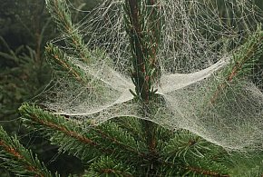 Kupujesz żywą choinkę na święta? Ten szczegół łatwo przeoczyć-99444