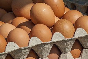 Salmonella wykryta w jajach! GIS wydał pilne ostrzeżenie-99502