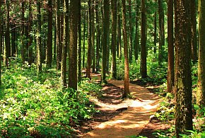 UE/ KE zagroziła Polsce karami w związku z niewykonaniem wyroku TSUE ws. lasów