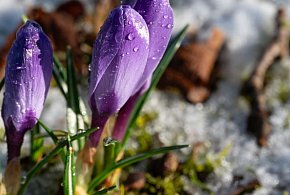 W weekend ślisko niemal w całym kraju; od środy prognozowany wzrost temperatury