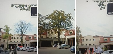 Znikające pomniki przyrody w Grudziądzu. Drzewa wycięto, a sprawcy są niezn-99171