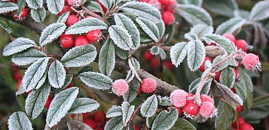 Ostrzeżenie pierwszego stopnia dla miejscowości Grudziądz i dla okolic-99598