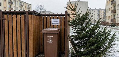 Co zrobić z choinką po świętach? Rusza zbiórka drzewek w Grudziądzu-99730