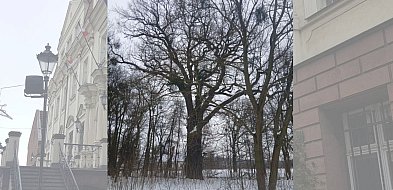 „Władca Dębowej Alei” pod toporem inwestycji? Mieszkańcy i radny alarmują!