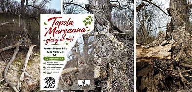 Grudziądzka topola "Marzanna" w finale ogólnopolskiego konkursu Drzewo Roku