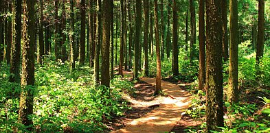 UE/ KE zagroziła Polsce karami w związku z niewykonaniem wyroku TSUE ws. lasów