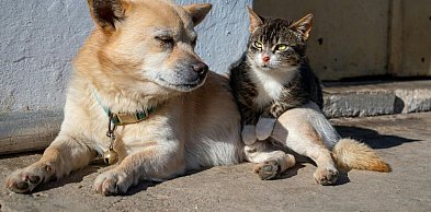 Dofinansowanie do kastracji i sterylizacji zwierząt w Grudziądzu. Sprawdź, jak sko