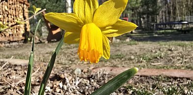 W piątek 20 marca witamy astronomiczną wiosnę