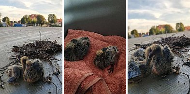 Pisklęta wyrzucone na dach śmietnika. Bulwersująca dezinformacja w Grudziądzu-98037