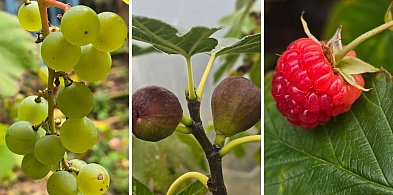 Ostatnia szansa na jesienne sadzenie! Centrum „Pod Strzemięcinem” zaprasza-98840