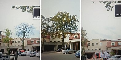 Znikające pomniki przyrody w Grudziądzu. Drzewa wycięto, a sprawcy są niezn-99171