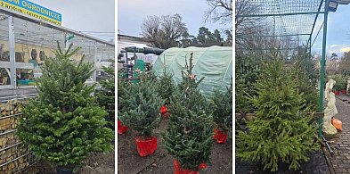 Poczuj magię Świąt! W ten weekend rabat -15% na żywe choinki w Centrum Ogrodniczym-99441