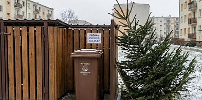 Co zrobić z choinką po świętach? Rusza zbiórka drzewek w Grudziądzu-99730