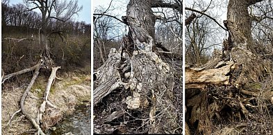 Grudziądzka „Marzanna” w finale konkursu Drzewo Roku 2026! Powalczy o prestiżowy t