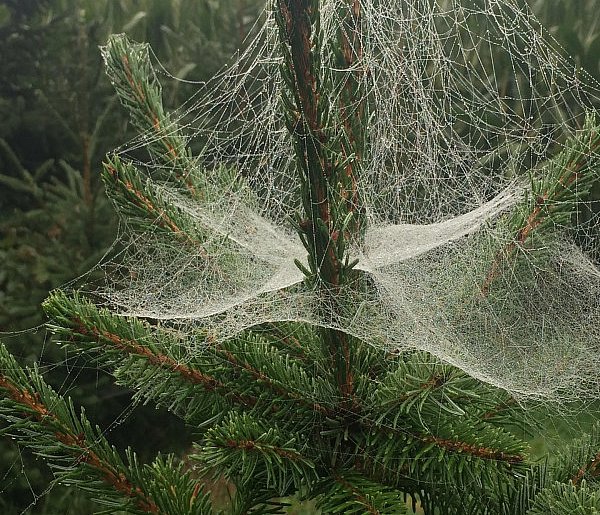 Kupujesz żywą choinkę na święta? Ten szczegół łatwo przeoczyć-99444