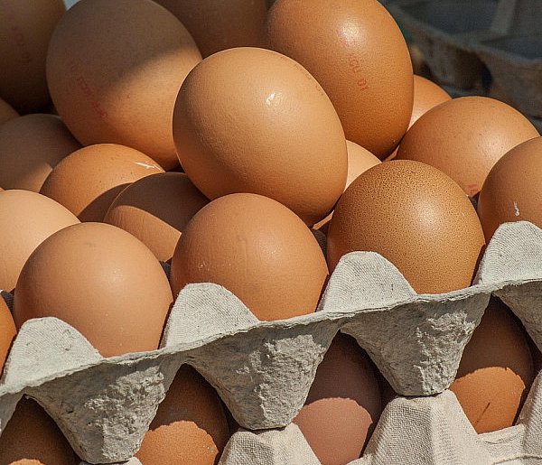Salmonella wykryta w jajach! GIS wydał pilne ostrzeżenie-99502