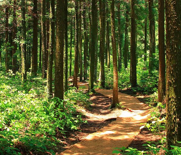 UE/ KE zagroziła Polsce karami w związku z niewykonaniem wyroku TSUE ws. lasów
