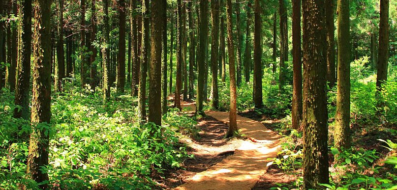UE/ KE zagroziła Polsce karami w związku z niewykonaniem wyroku TSUE ws. lasów