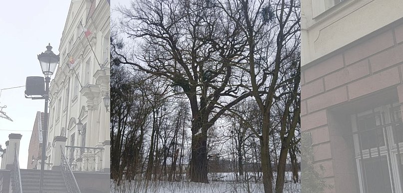 „Władca Dębowej Alei” pod toporem inwestycji? Mieszkańcy i radny alarmują!
