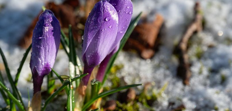 W weekend ślisko niemal w całym kraju; od środy prognozowany wzrost temperatury