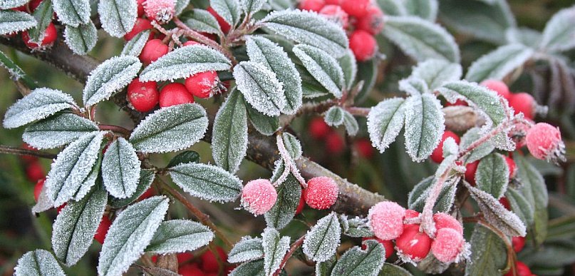 IMGW ostrzega 12 województw przed przymrozkami i gęstą mgłą