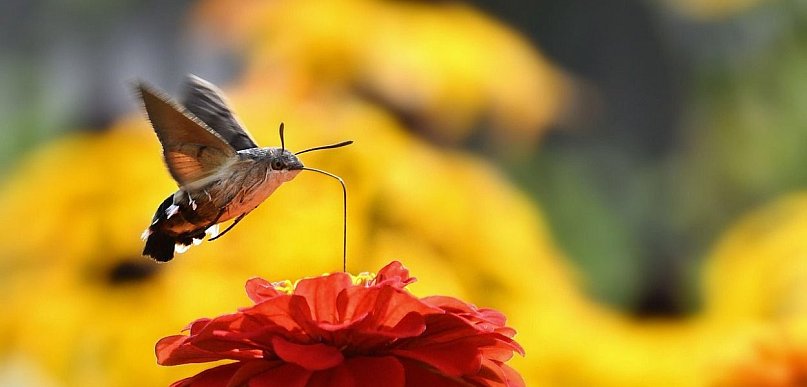 Polski koliber w ogrodzie – niezwykły gość wśród kwiatów