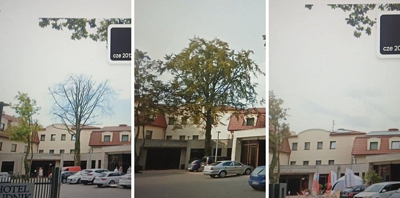 Znikające pomniki przyrody w Grudziądzu. Drzewa wycięto, a sprawcy są niezn - 99171