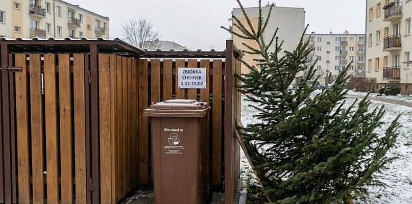 Co zrobić z choinką po świętach? Rusza zbiórka drzewek w Grudziądzu - 99730