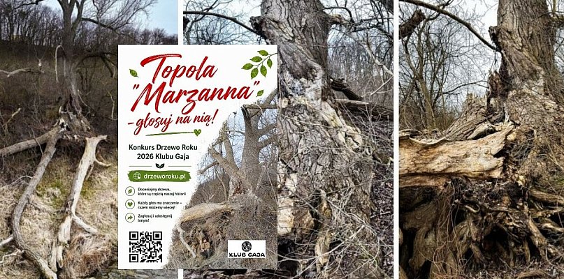 Grudziądzka topola "Marzanna" w finale ogólnopolskiego konkursu Drzewo Roku