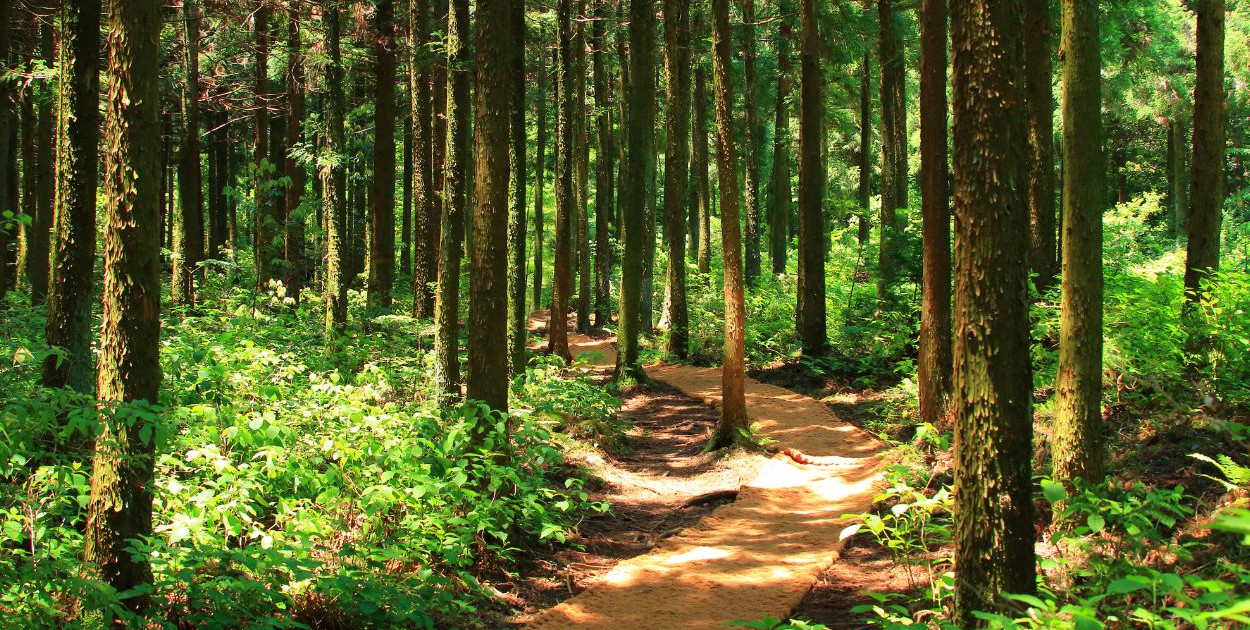 UE/ KE zagroziła Polsce karami w związku z niewykonaniem wyroku TSUE ws. lasów