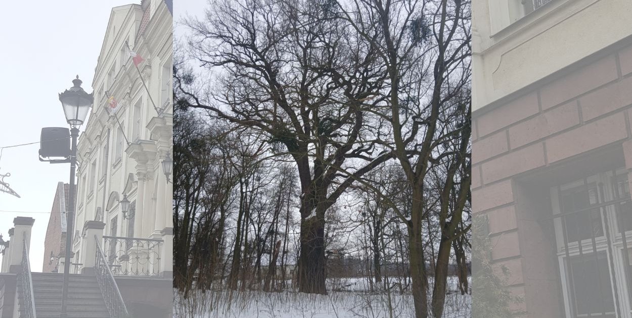 „Władca Dębowej Alei” pod toporem inwestycji? Mieszkańcy i radny alarmują!