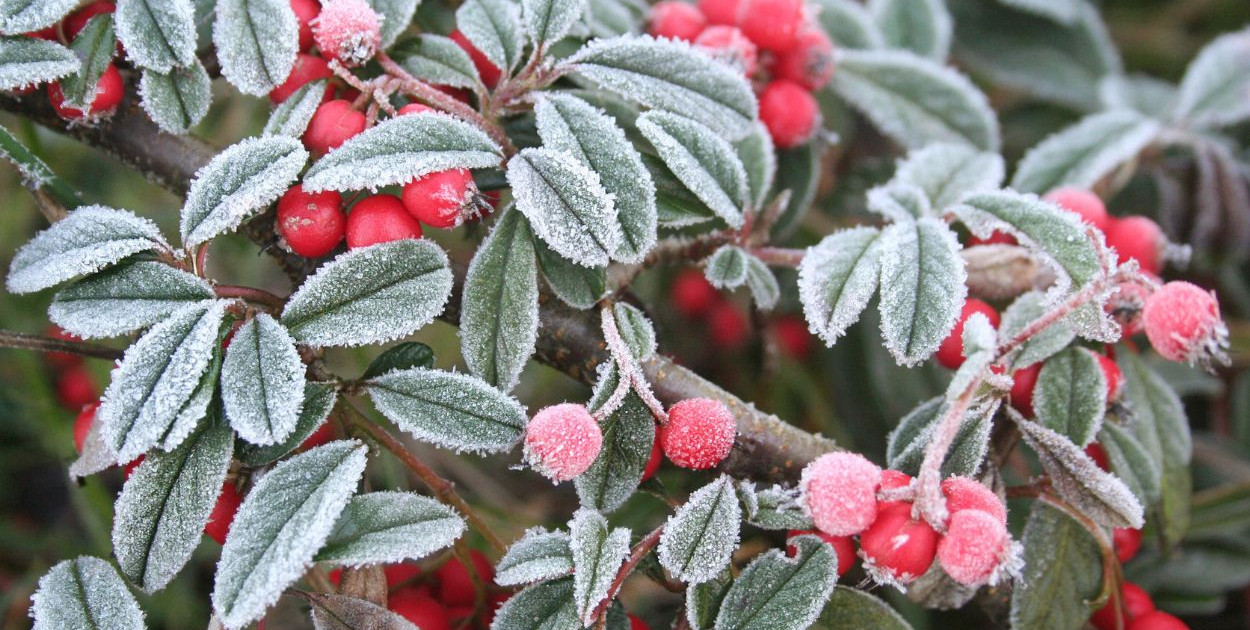 IMGW ostrzega 12 województw przed przymrozkami i gęstą mgłą